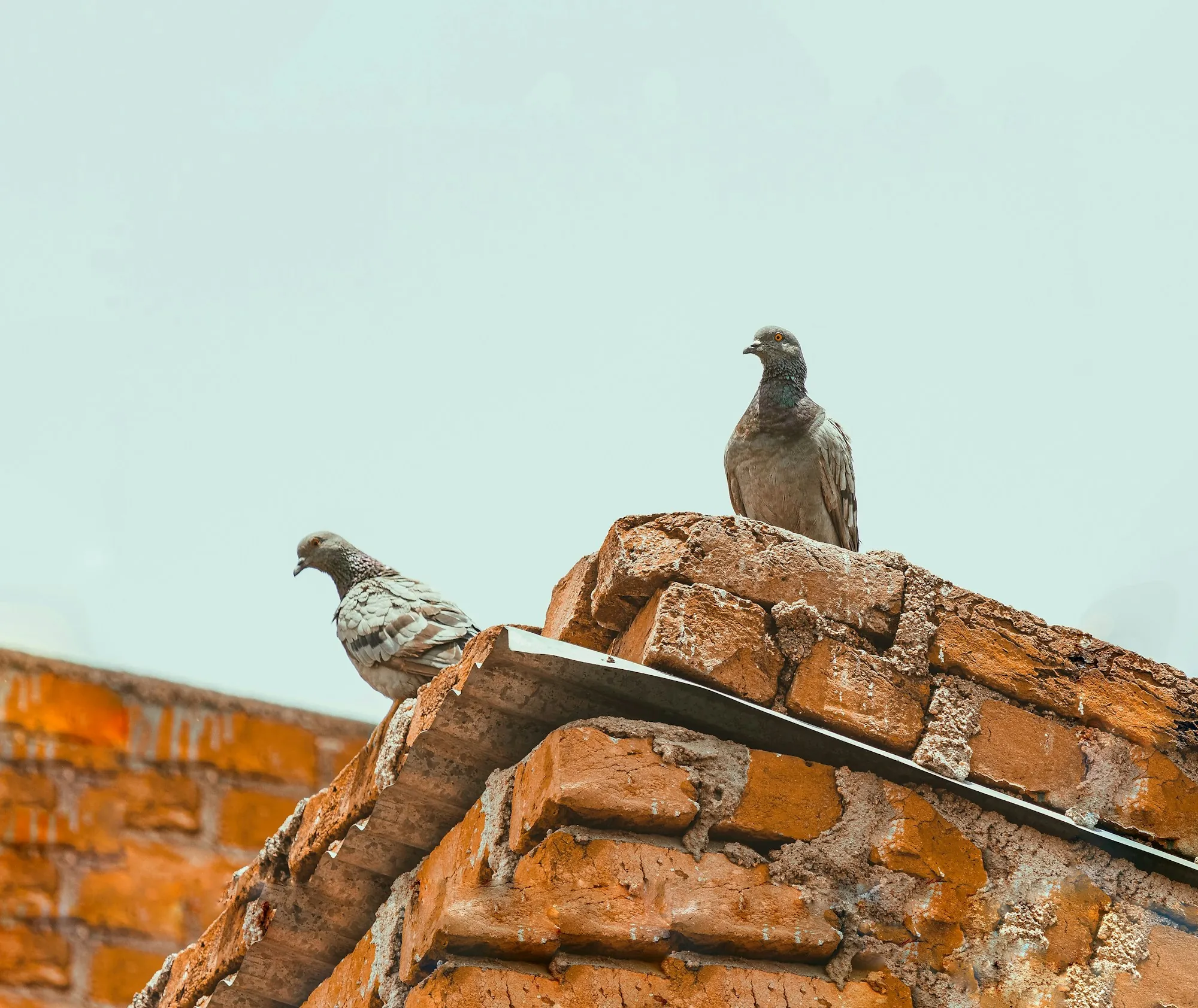 Two pigeons perched on a crumbling brick chimney